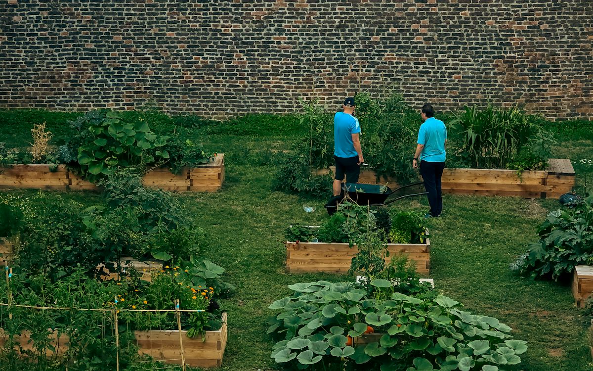 Two people in blue shirts tending a community garden with wooden raised beds
